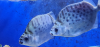 Argus fish